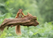 开云APP-封存之夜，伦纳德在西决生死战中的沉默与轰鸣