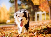 开云体育app-拉梅洛亮剑三分雨！掘金轻取深圳队，欧洲天才拯救关键时刻