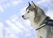 开云官网-篮球世界的狂野之夜，勇士团队风暴与字母哥的个人史诗