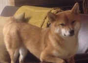 开云体育官网-铁塔擎天！卢卡库攻防两端统治比赛，巴黎4-2惊天逆转曼城