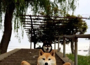 开云体育中国-火力压制！塞内加尔摧枯拉朽，拉亚连击轰塌卡塔尔防线