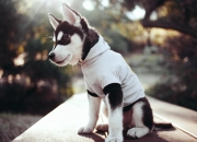 开云体育APP下载-当克瓦拉闪耀NBA之夜，一位格鲁吉亚天才的跨界证明