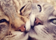 开云官网-萨卡闪耀温布利，独造三球主宰英爱大战，三狮军团排名战展獠牙