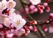 开云体育平台APP-双城记，当詹姆斯在杭州粉碎广厦，库里在米兰接管比赛