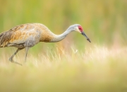 开云体育APP下载-NBA季后赛之夜，伊萨克压制级发挥铸就传奇