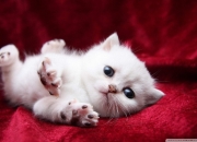 开云体育入口-格列兹曼一战封神！绝境爆发征服梅阿查，马竞锋王于意甲焦点夜正名