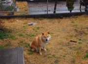 开云体育官方网站-拉亚压力下绽放光芒，韩国队闪电战击溃突尼斯