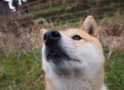 开云体育入口-德甲争冠战之夜，那记跨越时空的射门