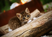 开云体育中国-牙买加风暴席卷威尔士，伊萨克一锤定音成英雄