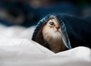 开云体育登录-保罗一锤定音，季后赛抢七夜的胜负手