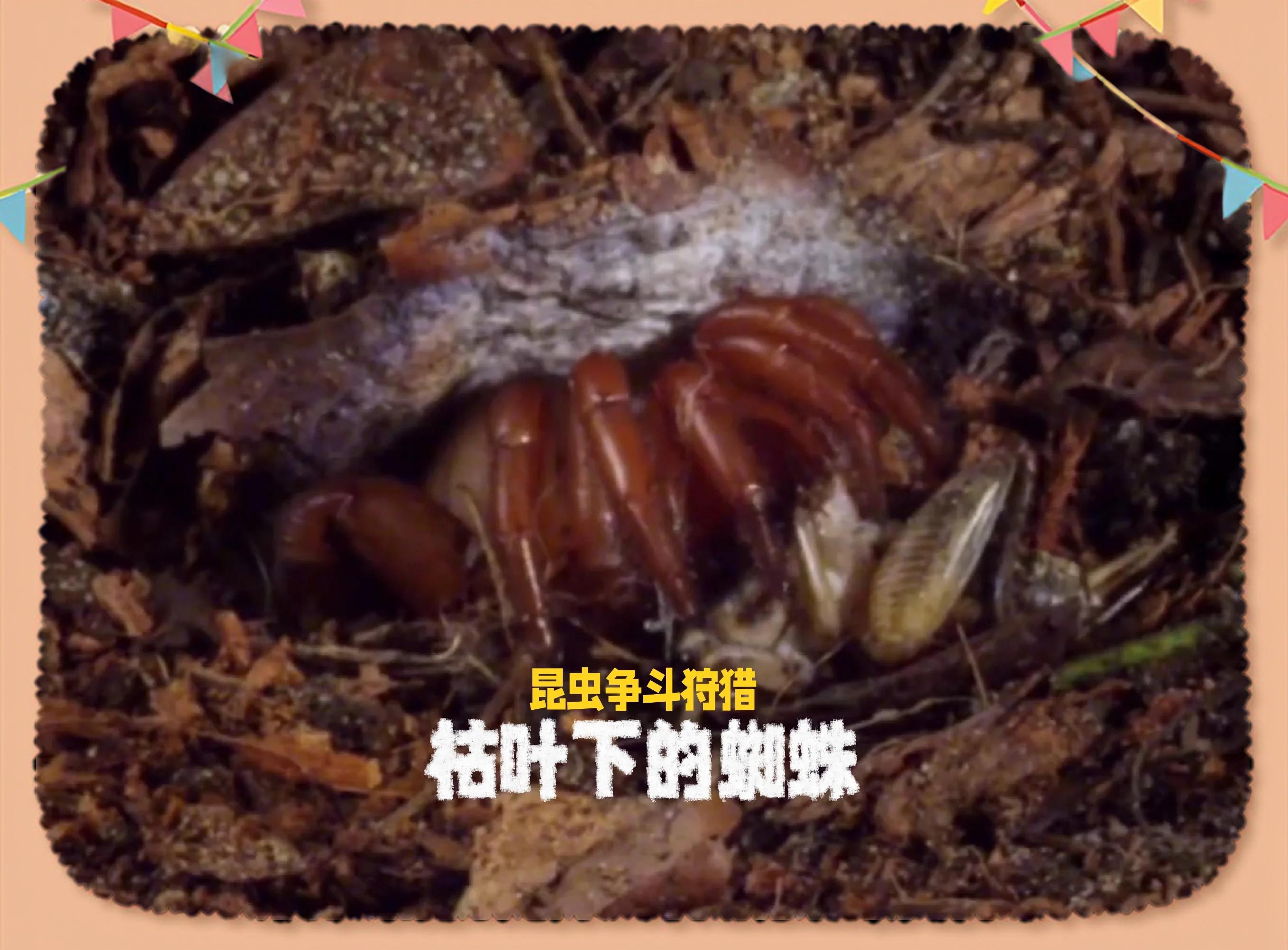 惊险一刻！决赛上再现神奇逆转的简单介绍