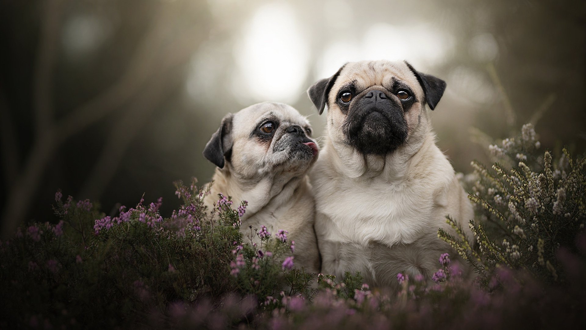 詹姆斯用黄昏锻打黑铁，公牛洪流冲垮璀璨红日