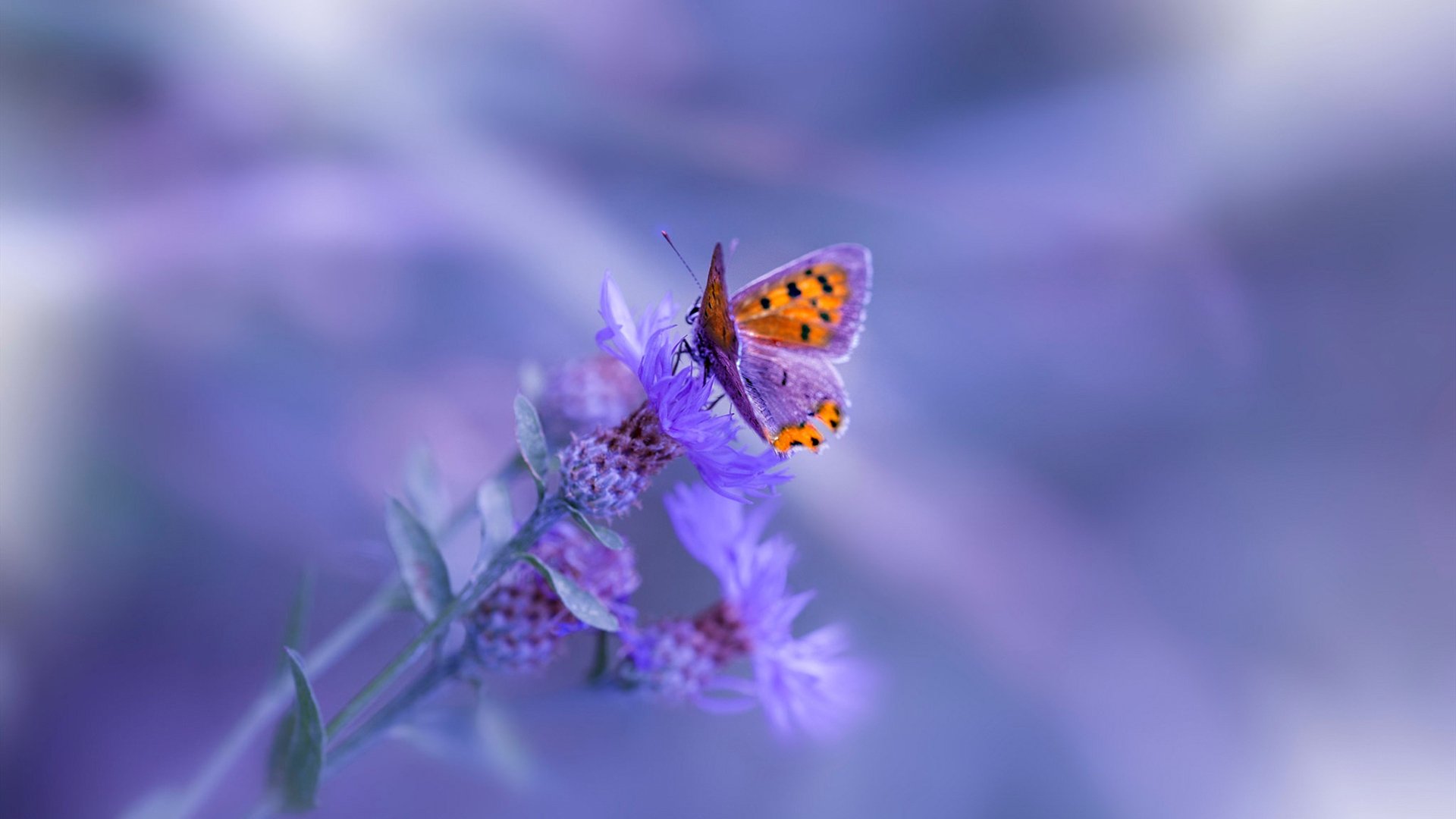 楚阿梅尼爆发引领爱尔兰惊天逆转,威尔士痛失好局