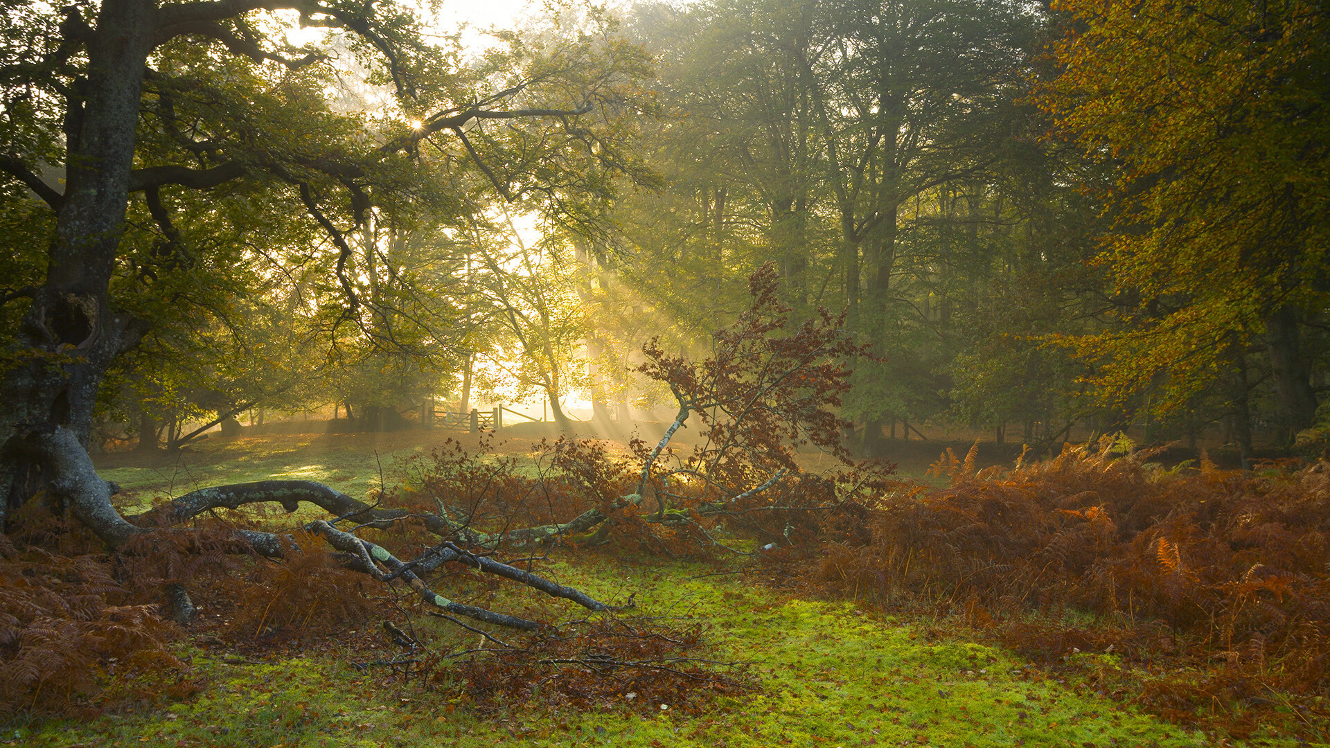 战场交织，当美加墨世界杯的鼓点遇见灰熊的逆袭脚步