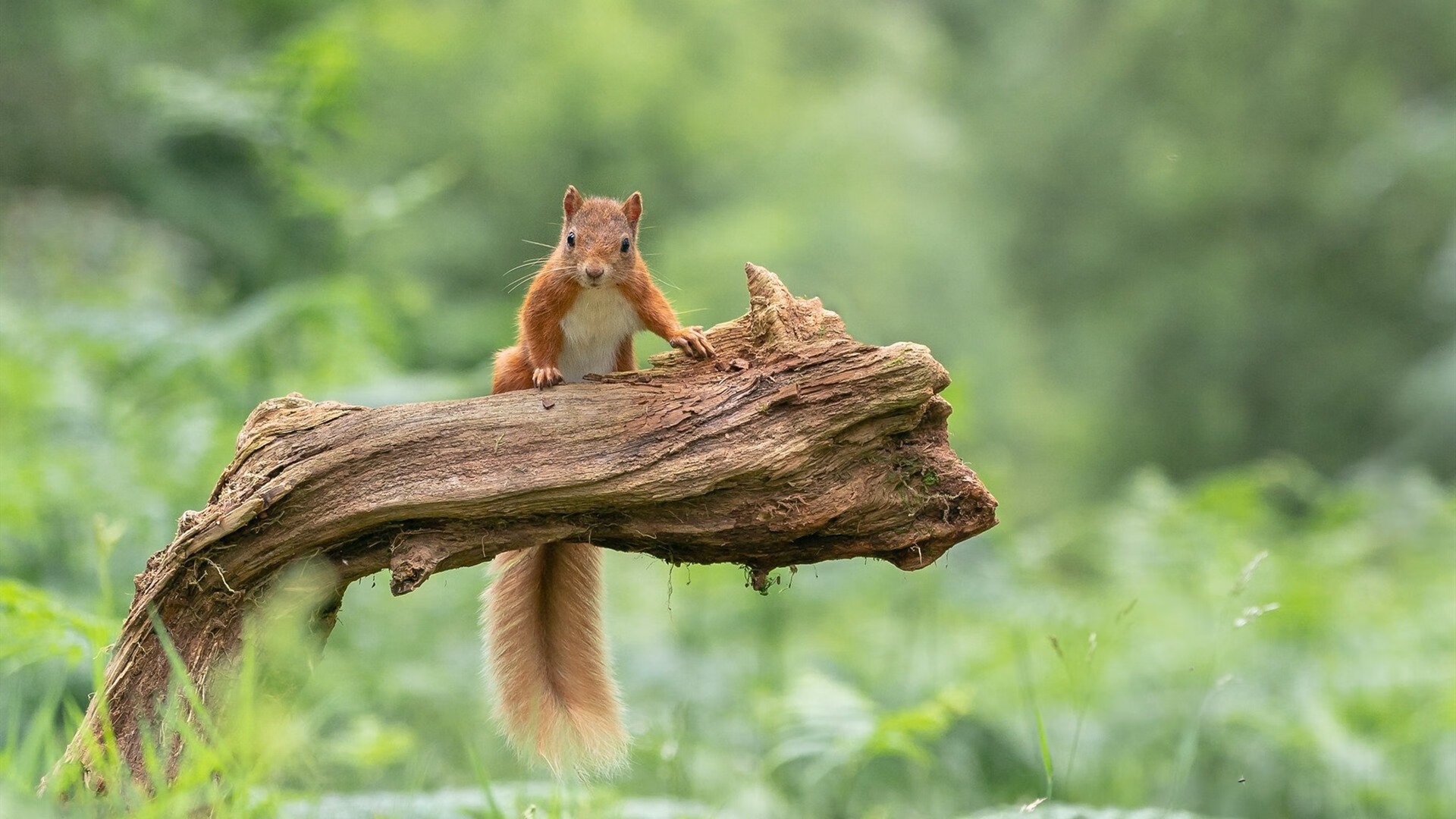 卡拉斯科的救赎，当波兰之血染红曼联王座