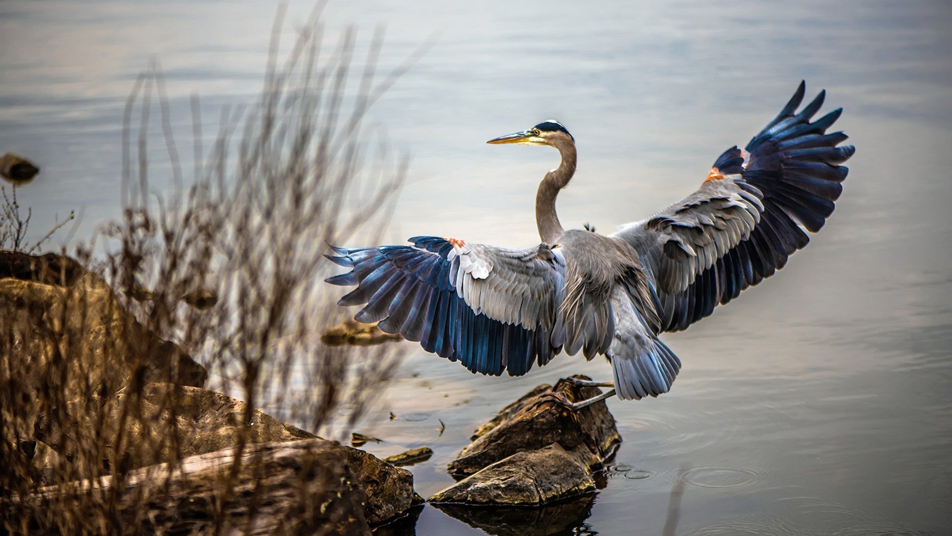 星光与绞杀，当迪巴拉的魔法照亮加纳的钢铁丛林