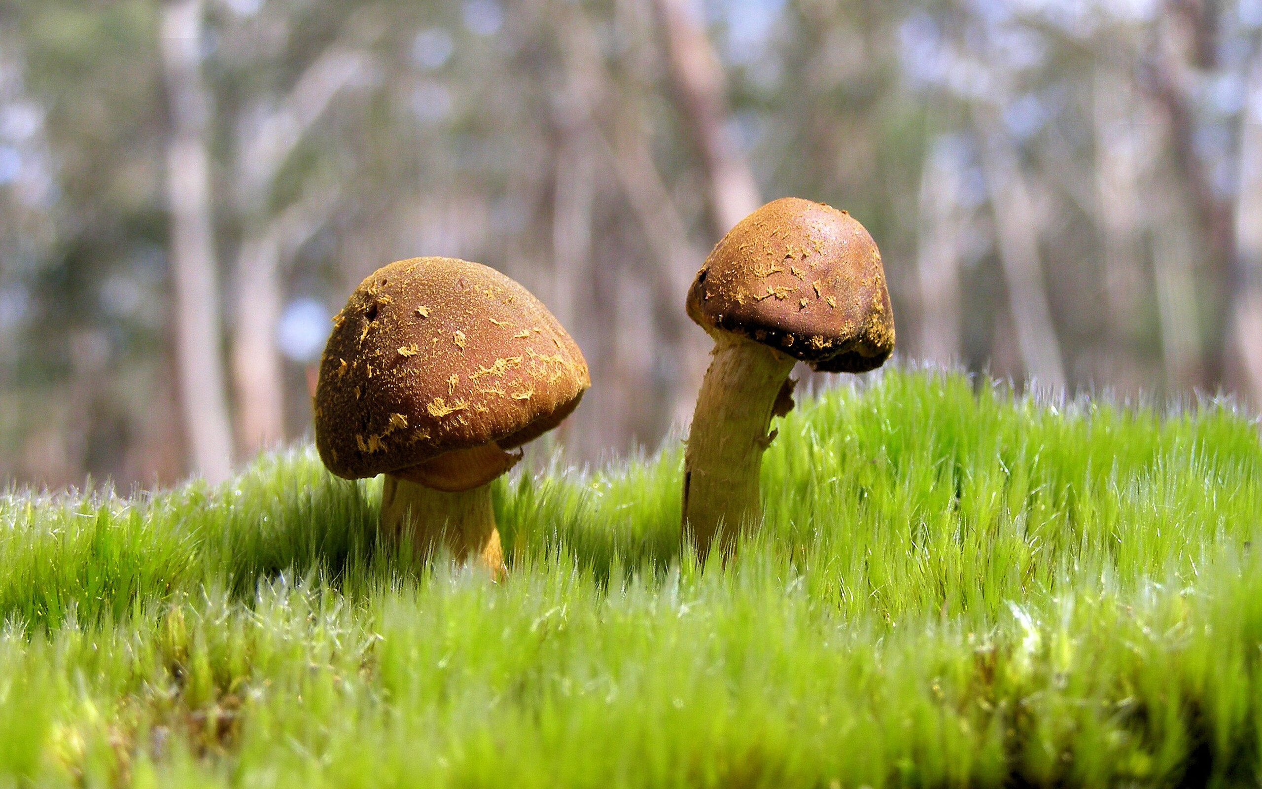 当紫金铁壁遇上天山风暴，爱德华兹的淬火时刻