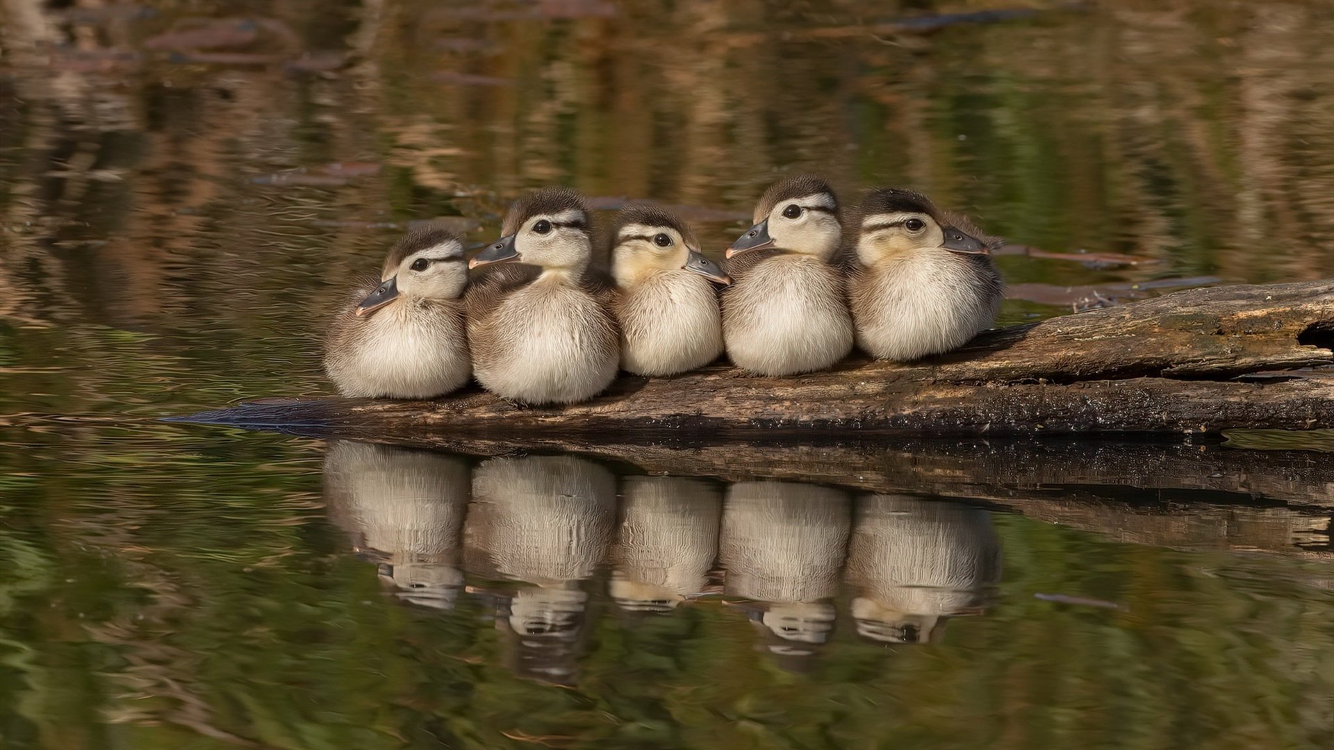 恩比德37+12颠覆俄城，凯尔特人生死战破雷霆不败金身