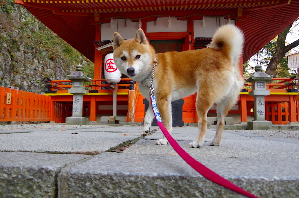 中场心脏暴走！卡马文加全程高能输出，导演法国战车惊魂翻盘苏格兰