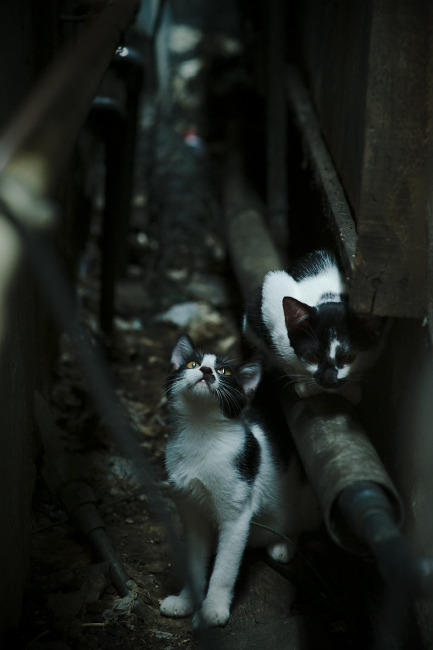 布伦森爆发背后的马刺基因，辽宁男篮如何读懂这份篮球启示录？