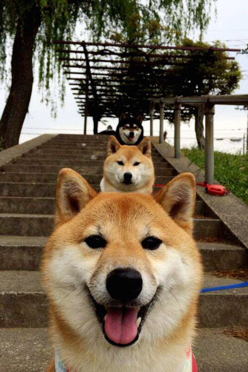 冰封王座与烈焰新王，英格拉姆撕裂北境寒夜