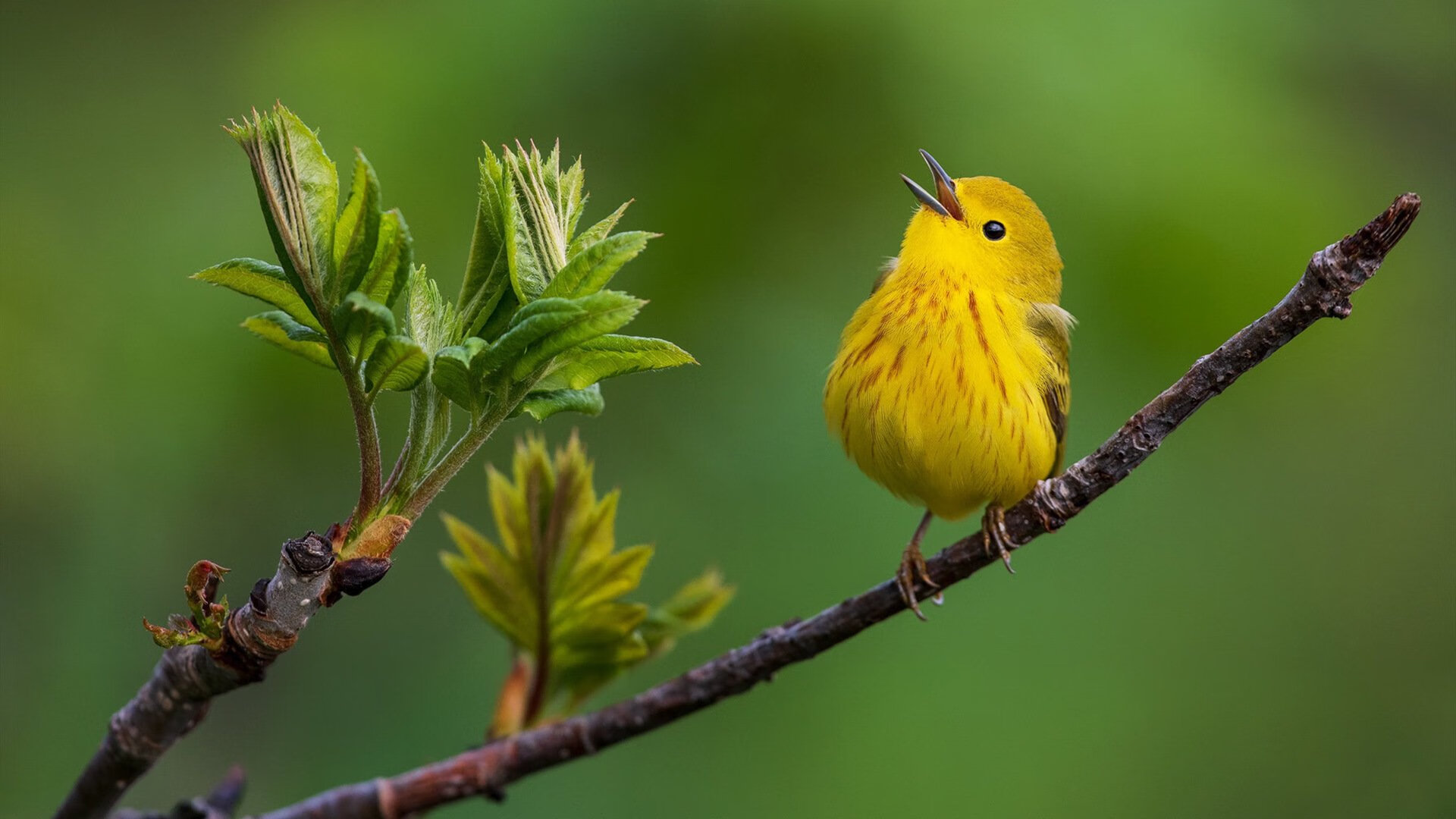 铁闸觉醒！范戴克统治级表现引领摩纳哥闪电击溃塞维利亚