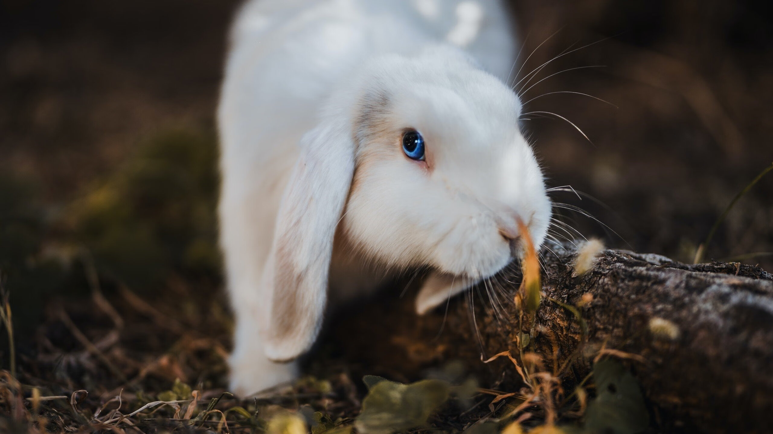 杜兰特稳定输出不掉线，巨星如何用最安静的姿态定义胜局