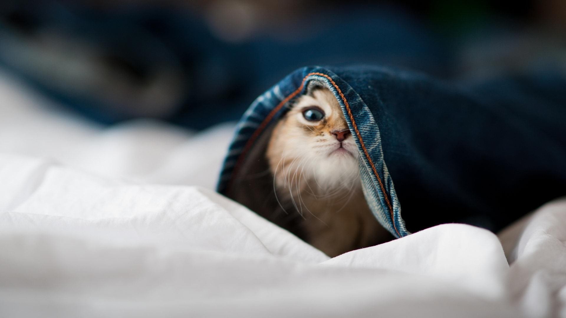 保罗一锤定音，季后赛抢七夜的胜负手